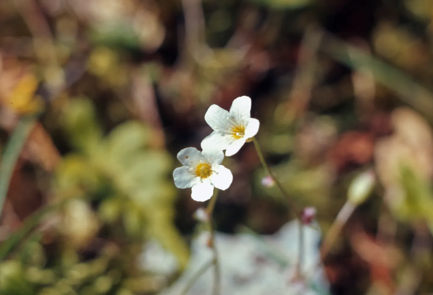 Romanzoffia suksdorfii, Rogue River Canyon