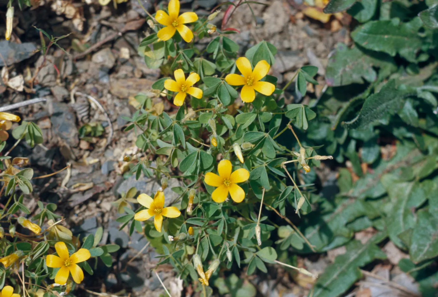 Oxalis suksdorfii, trel., Western yellow oxalis, Rogue River, Oregon