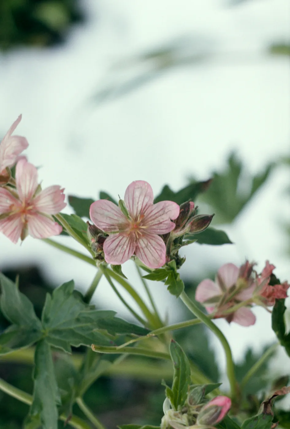 Geranium viscosissimum, Sticky geranium, Southeastern Oregon