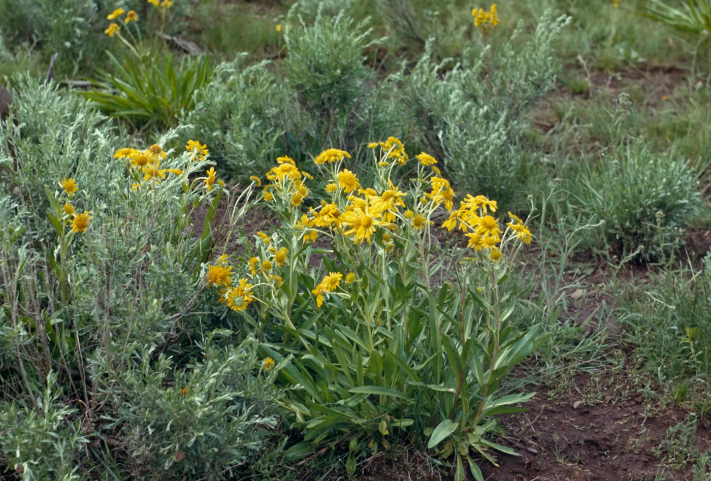 Helenium hoopesii, Tall sneezeweed, Southeastern Oregon