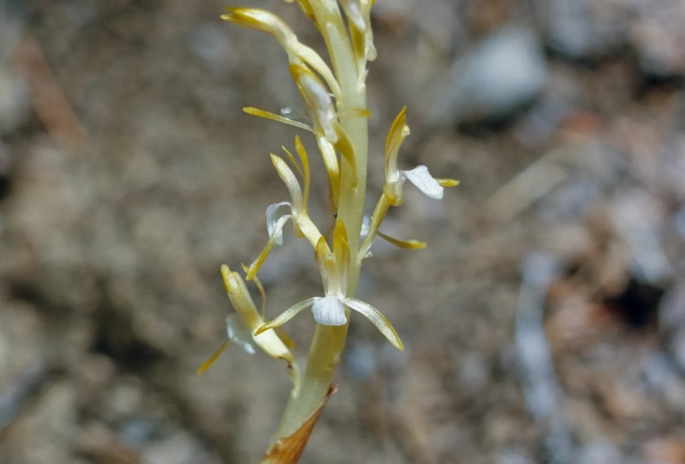Corallorhiza mertensiana, Mertens Coara-root, Del Norte County, California