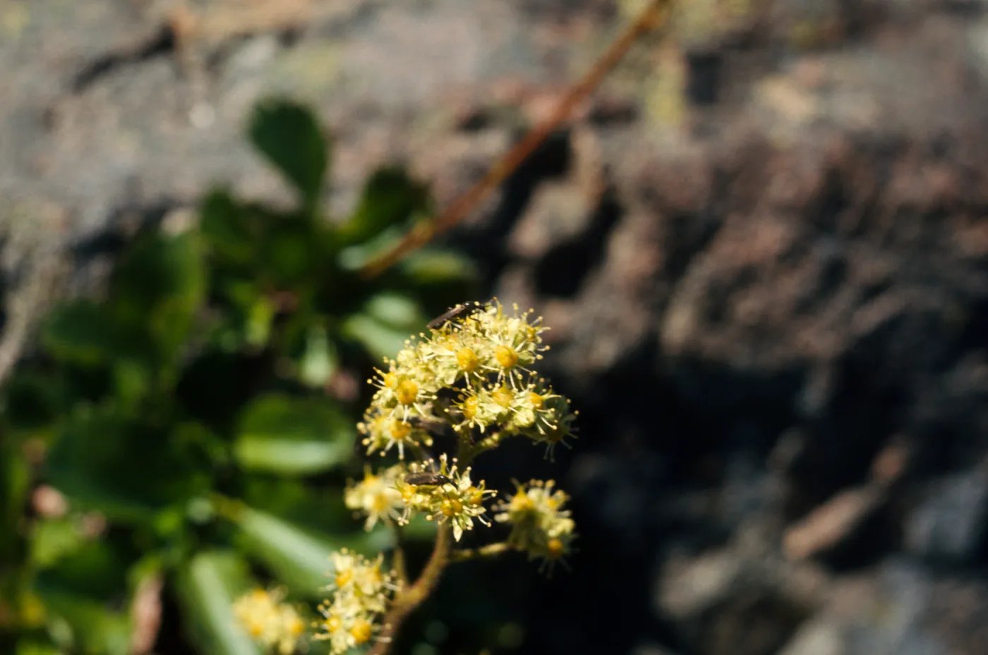 Saxifraga fragarioides, strawberry saxifrage, Del Norte County, California