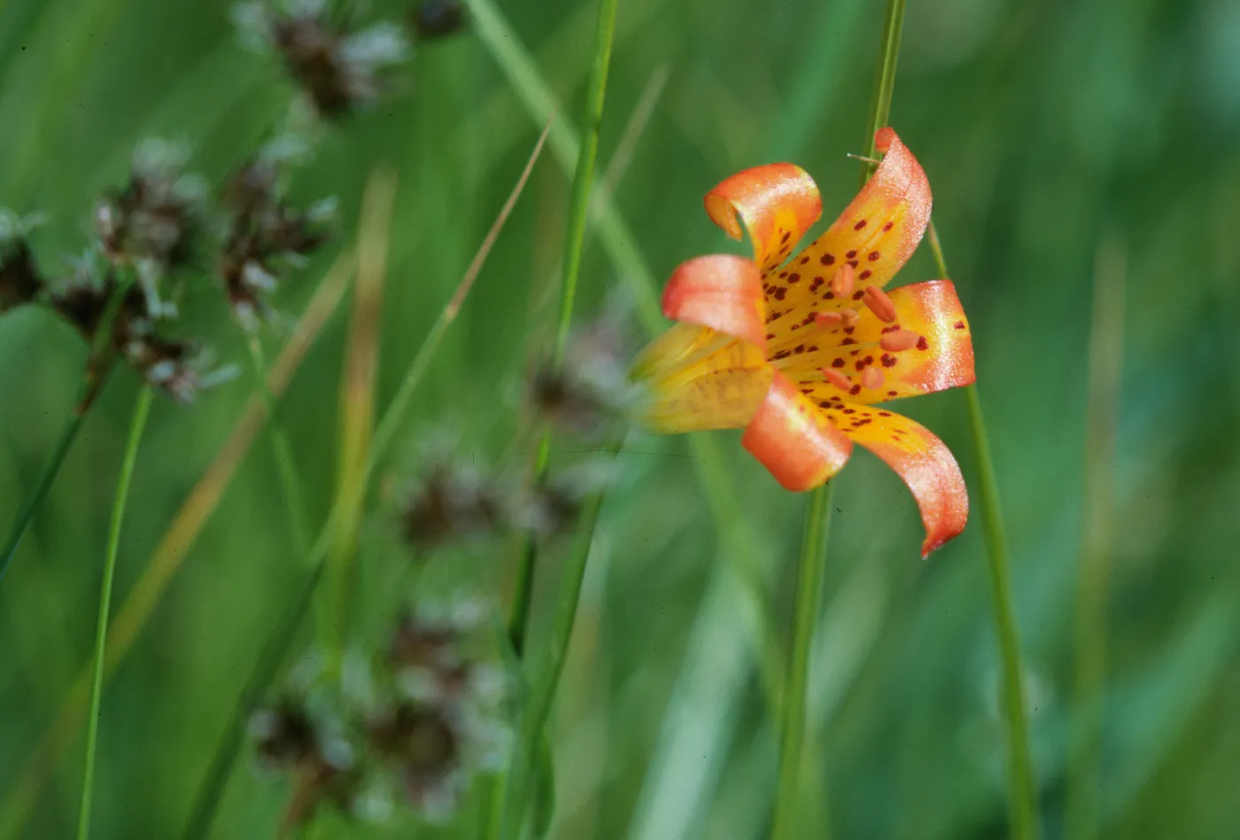 Lilium parvum, Sierra tiger lily, Mono County, California