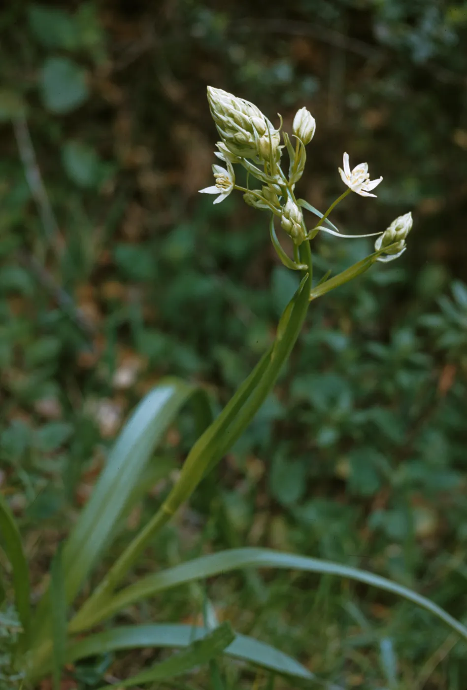Zigadenus fremontii, Star of Zygadene, Marin County, California