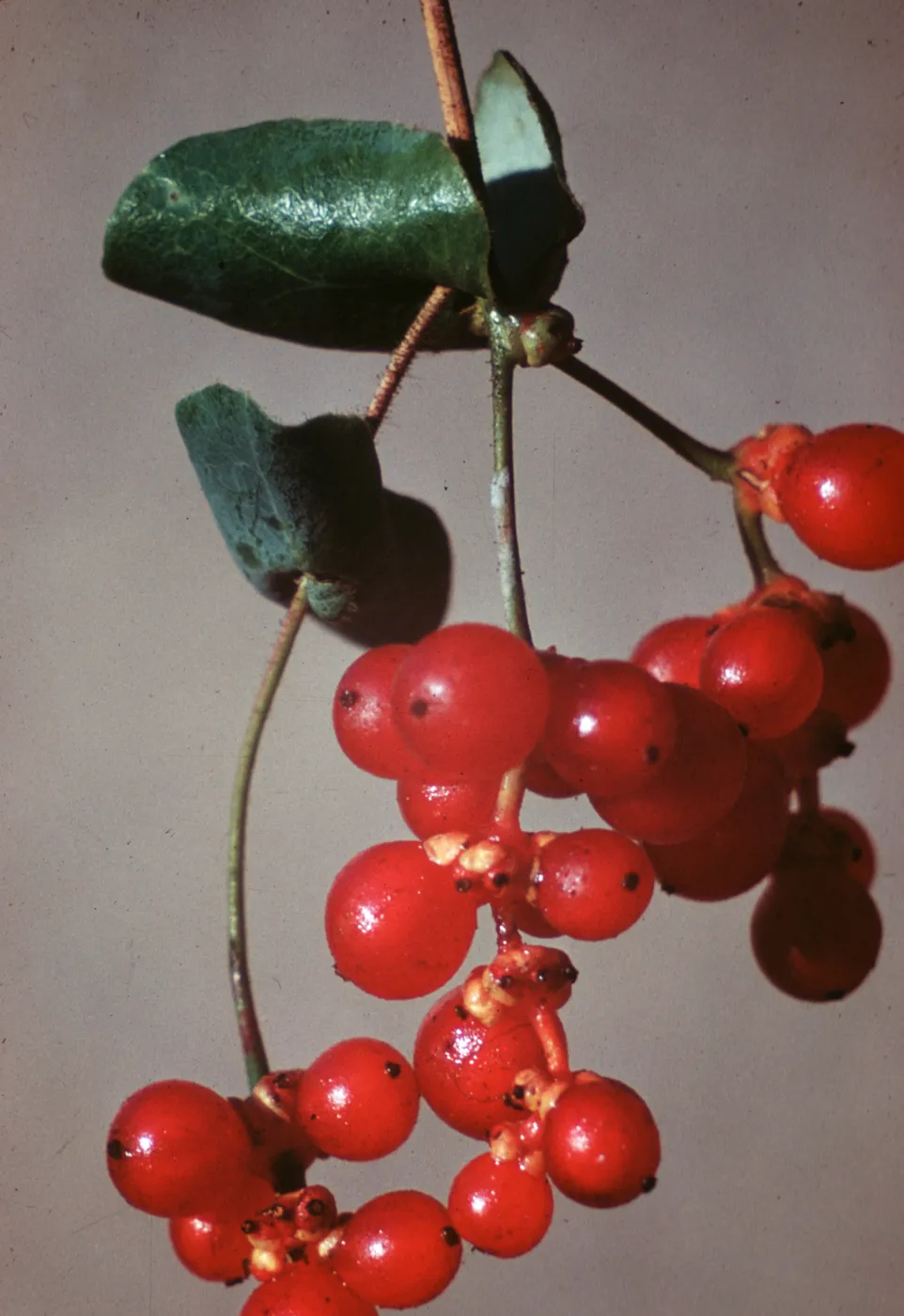 Lonicera, fruit, Volcano, Amador County
