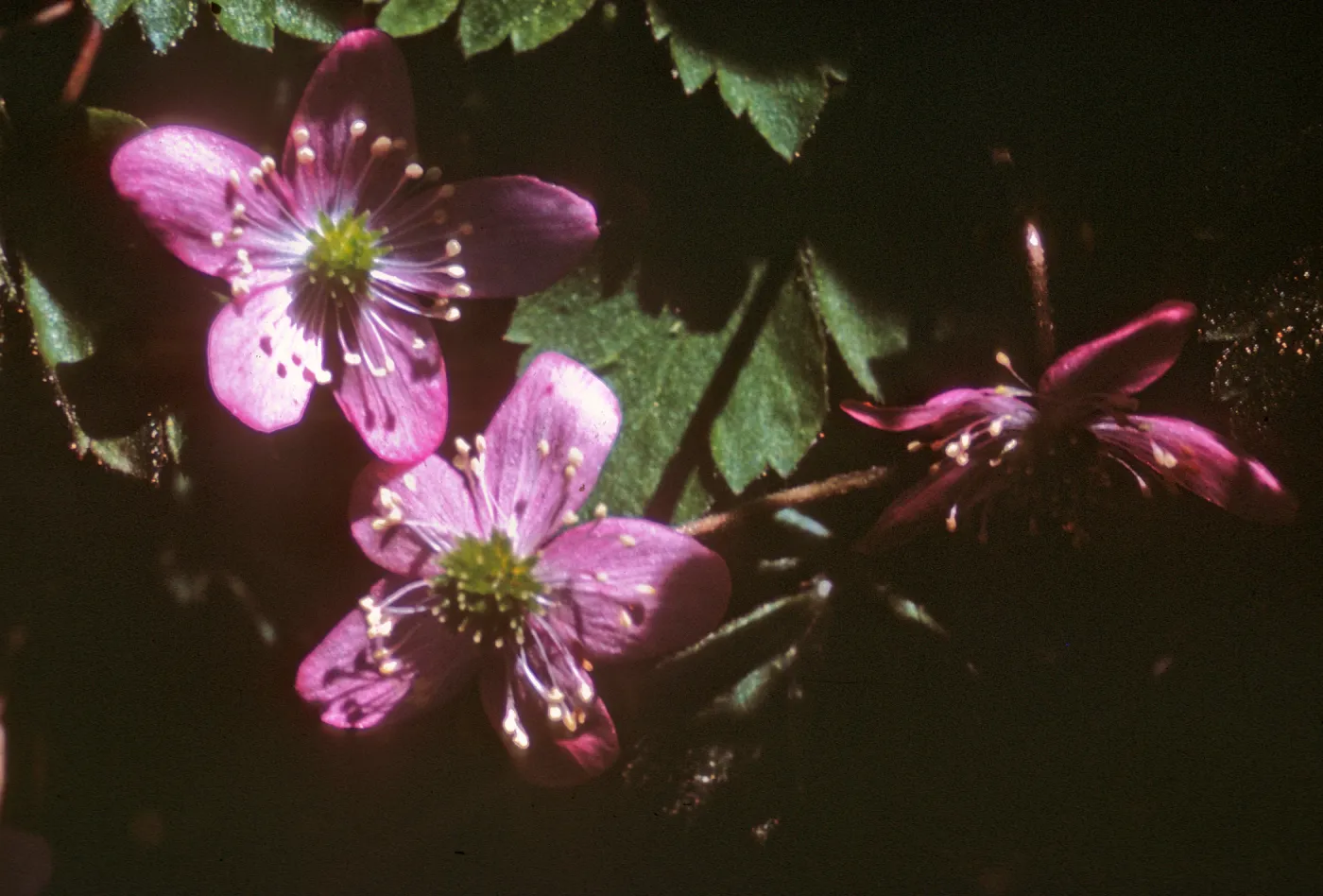 Anemone occidentalis, Dorothy King Young