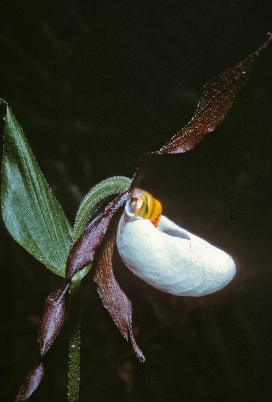 Cypripedium montanum, Dorothy King Young