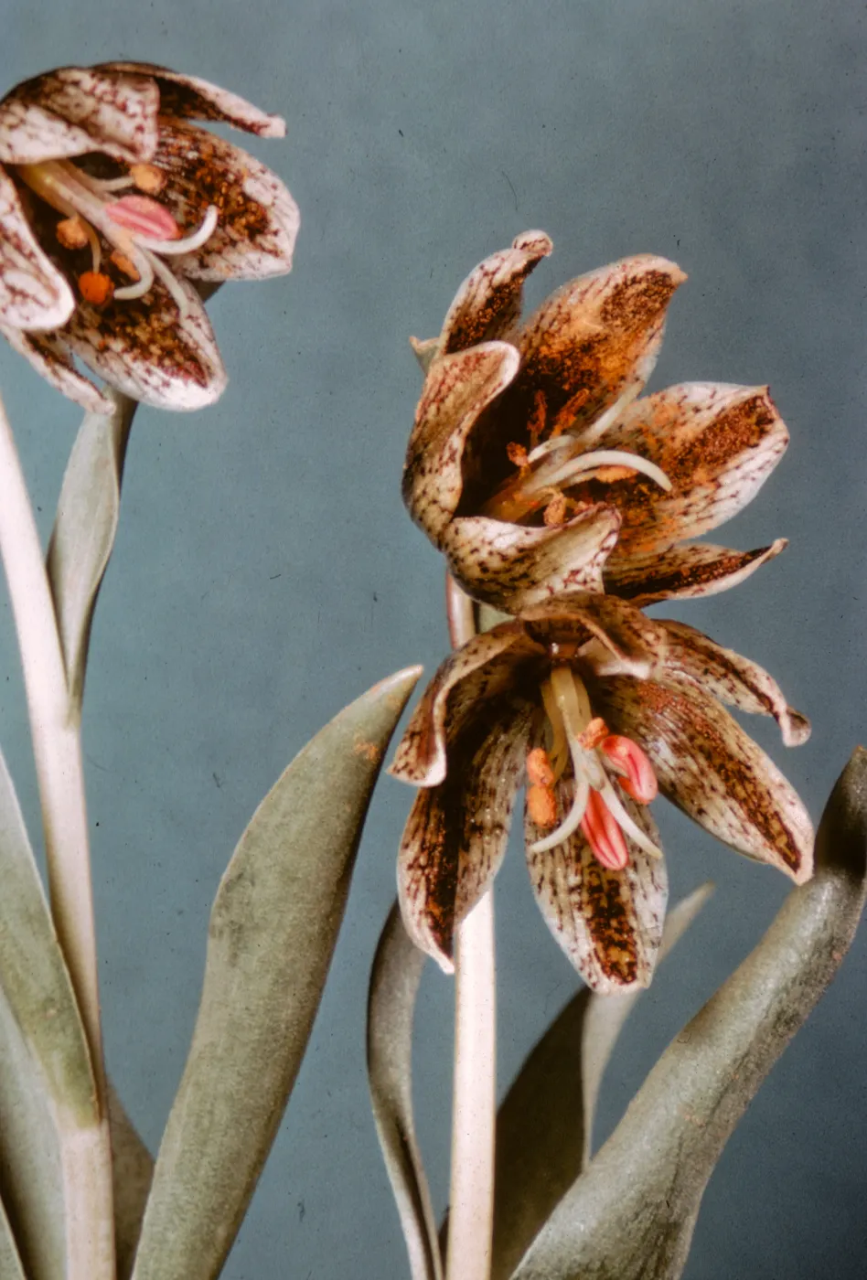 Fritillaria purdyi, Mt Vulcan, Oregon, Dorothy King Young