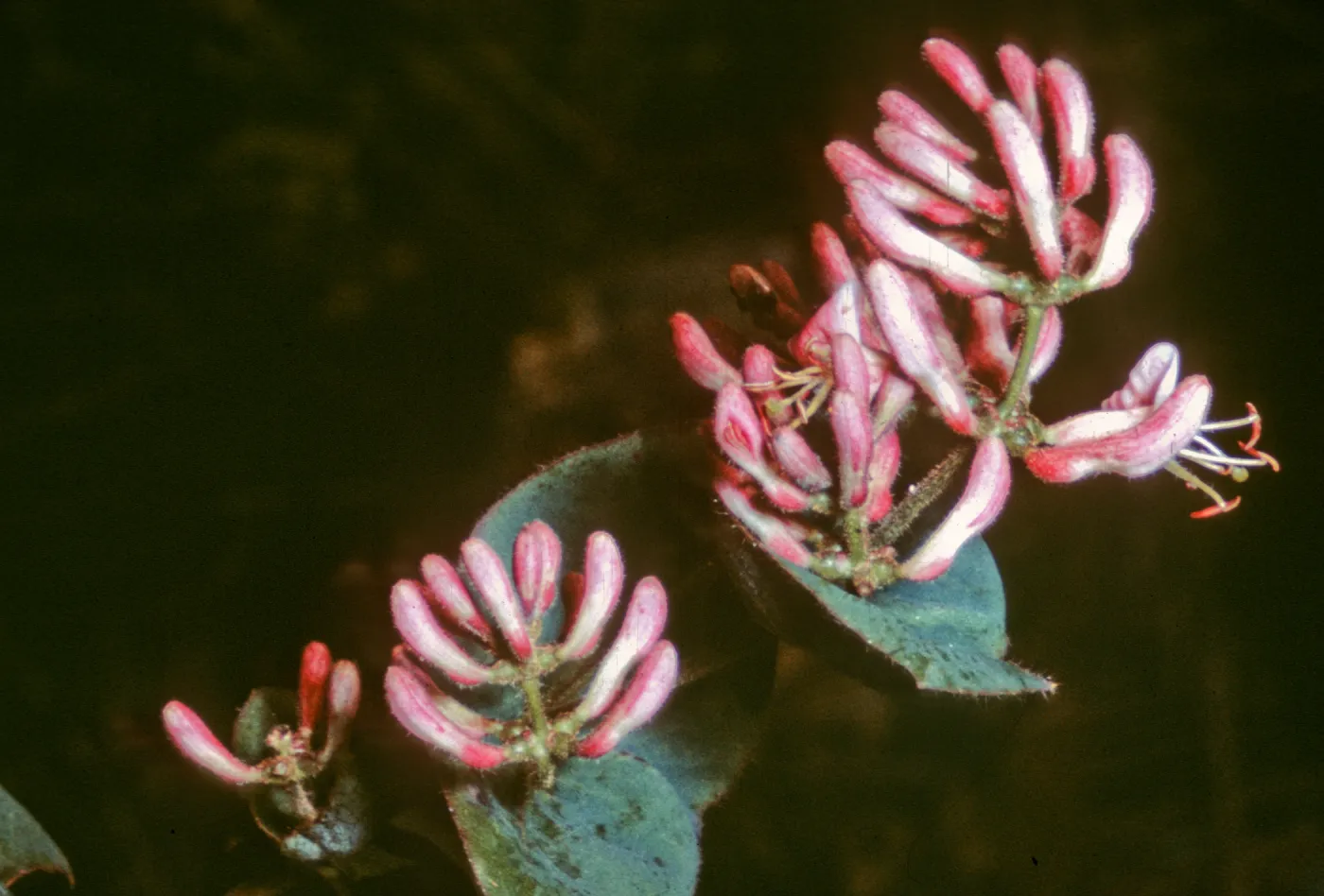 Lonicera hispidula, Dorothy King Young
