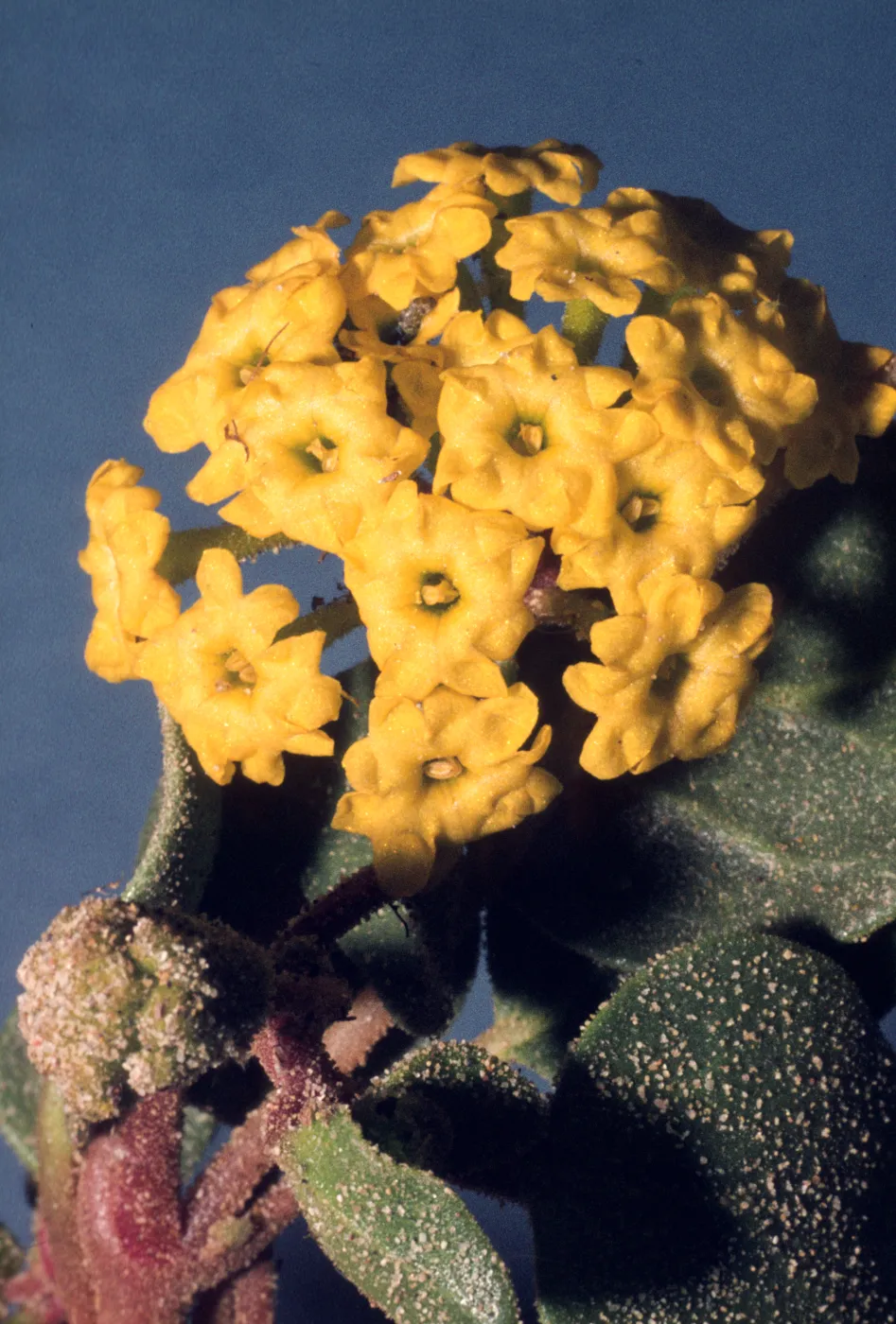 Abronia latifolia