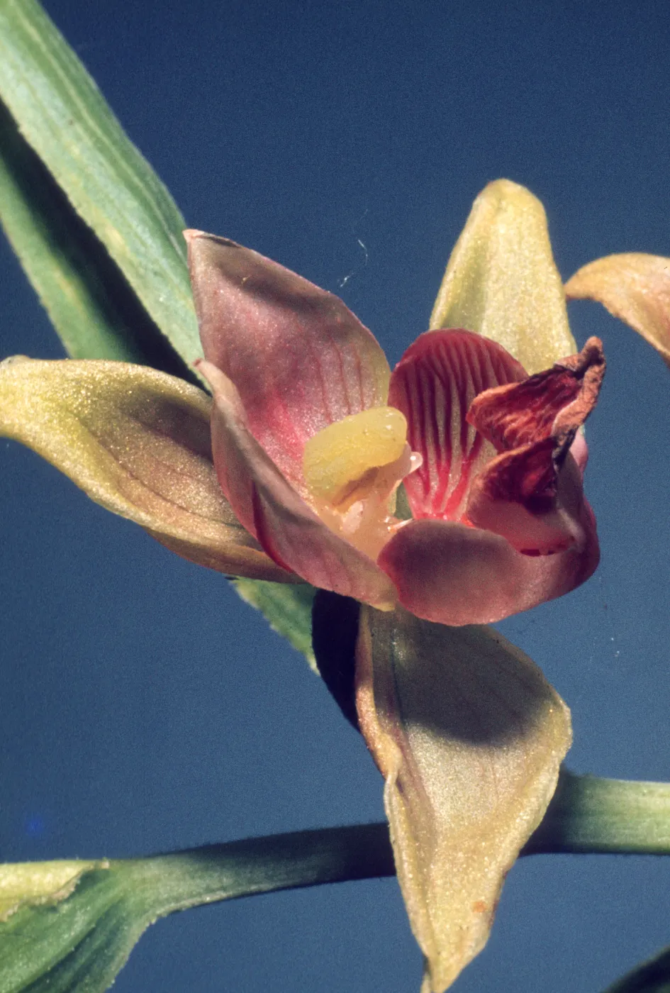 Epipactis gigantea
