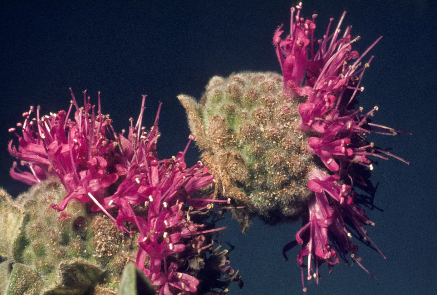Monardella crispa