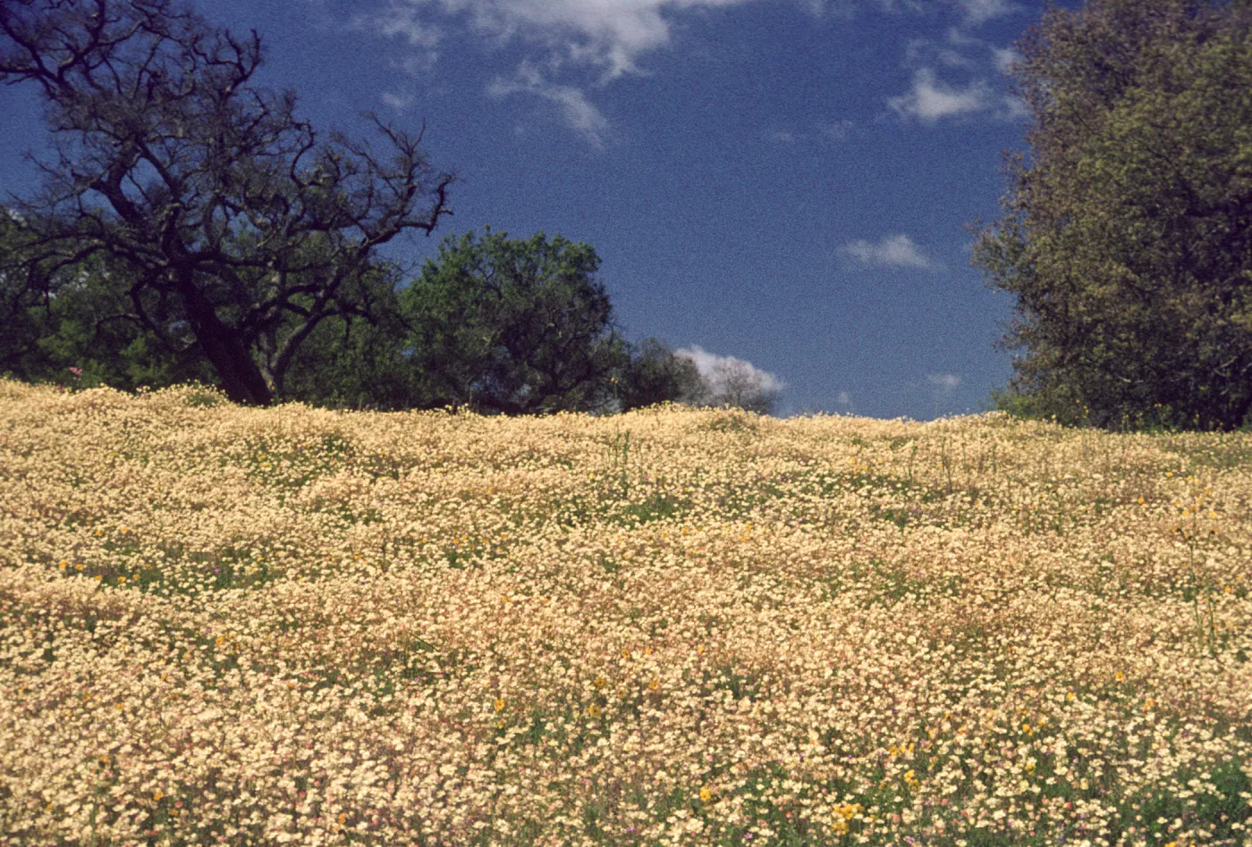 Platystemon californius