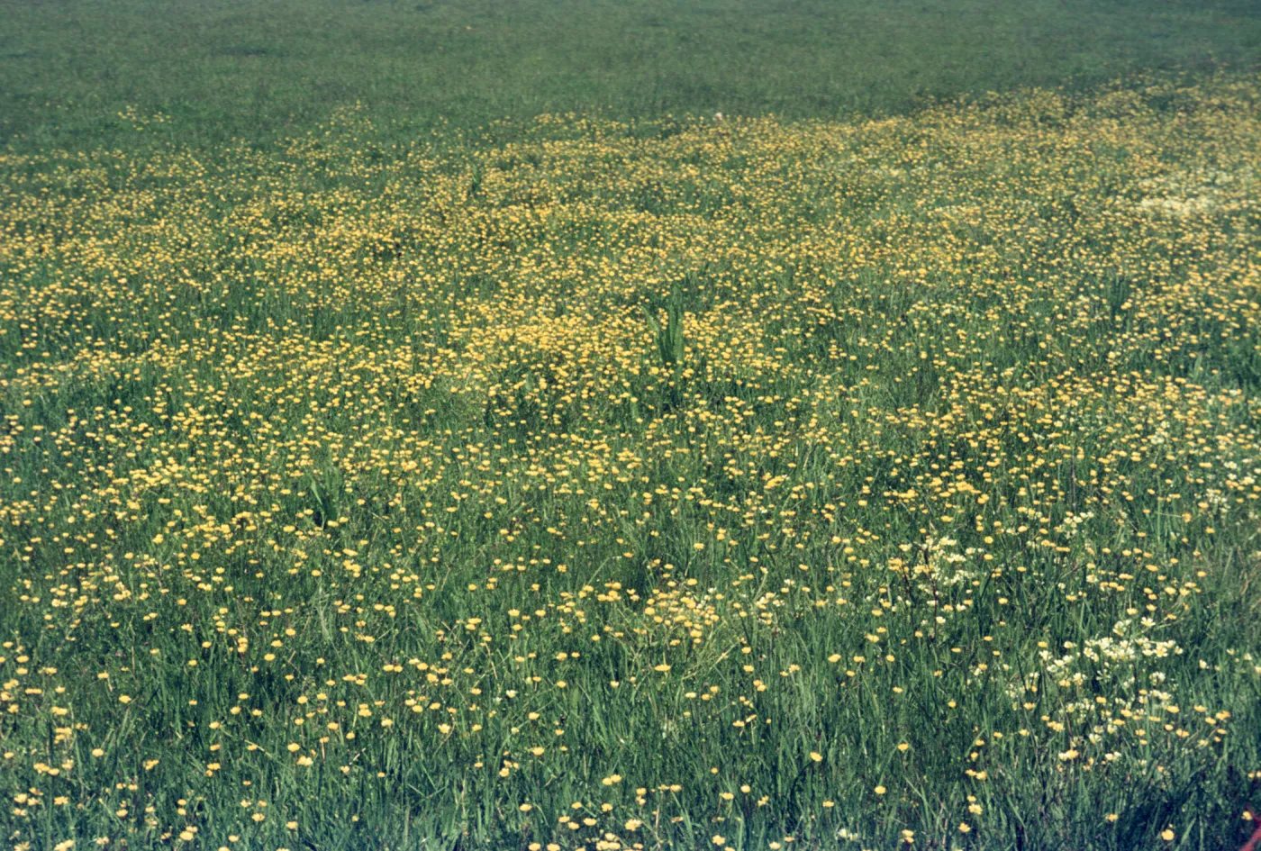 Ranunculus