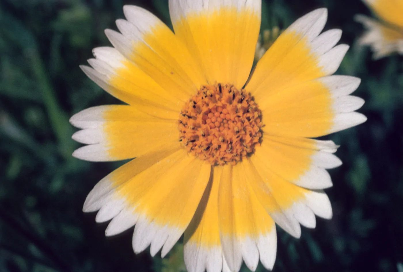 Layia platyglossa