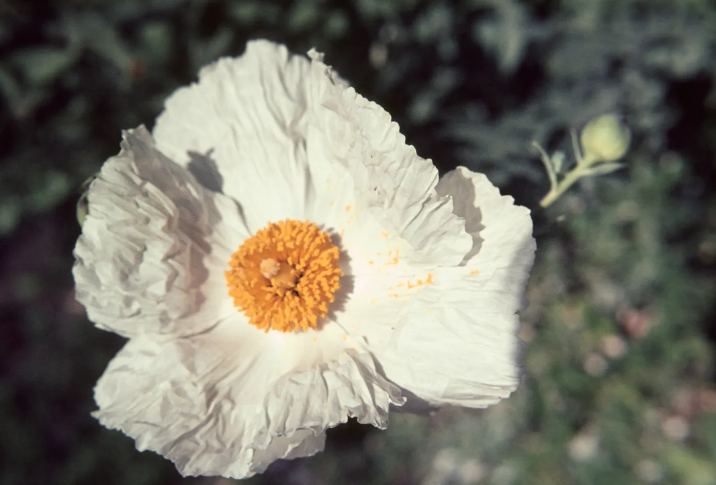 Romneya coulteri
