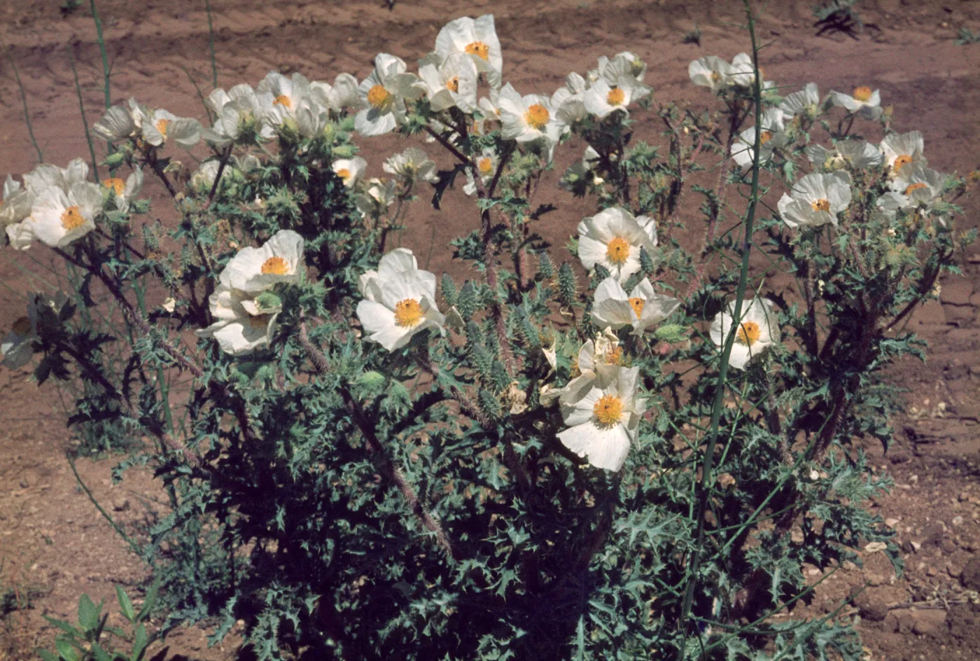 Argemone