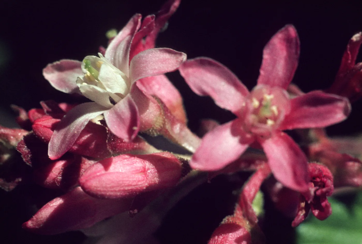 Ribes malvaceum
