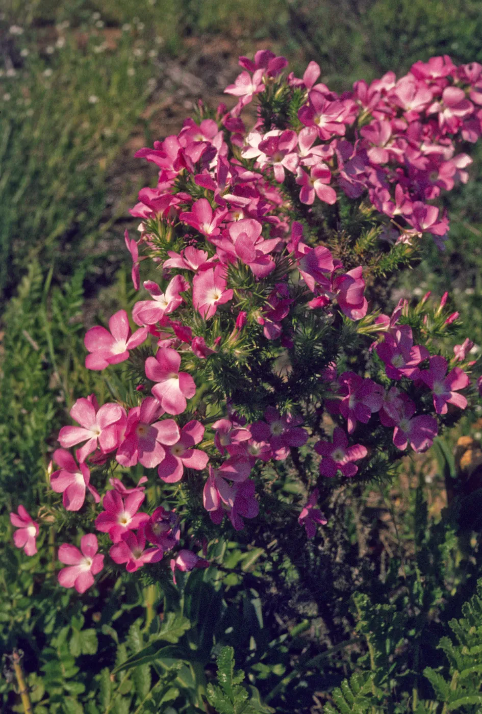 Leptodactylon californicum