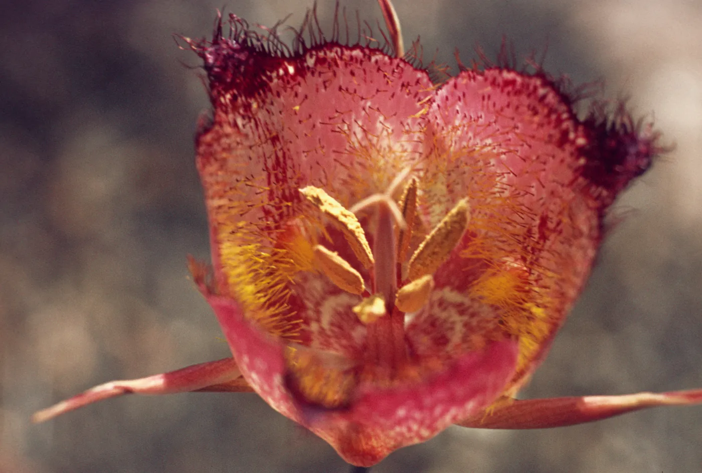 Calochortus weedii