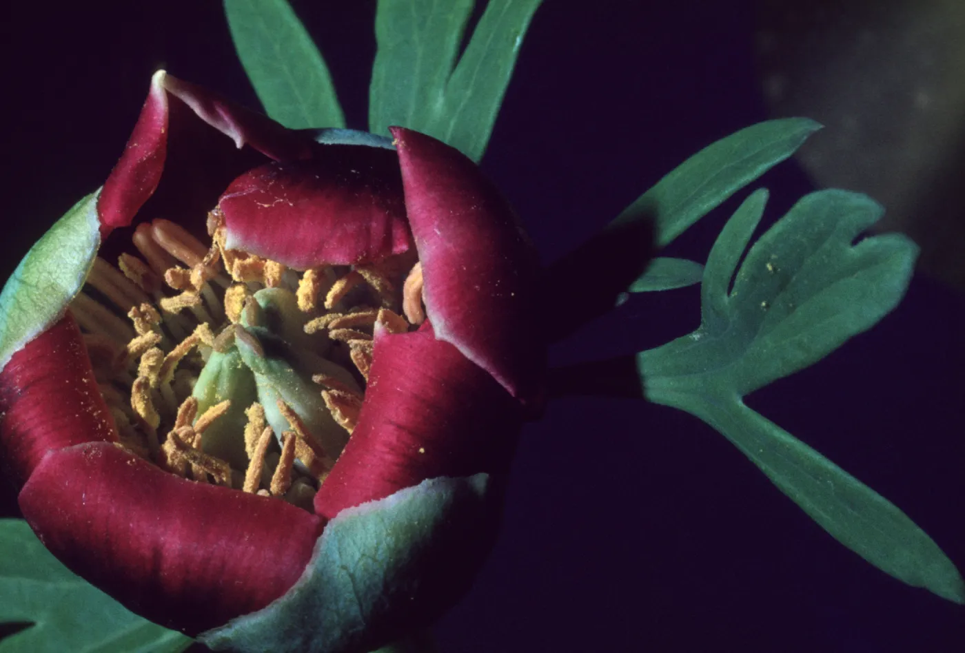 Paeonia