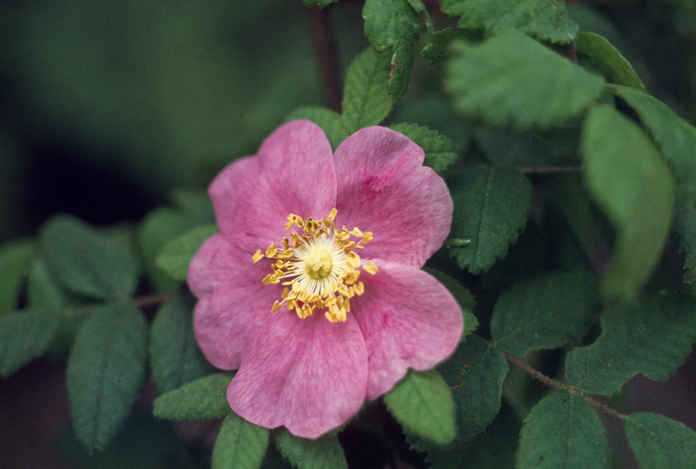 Rosa californica