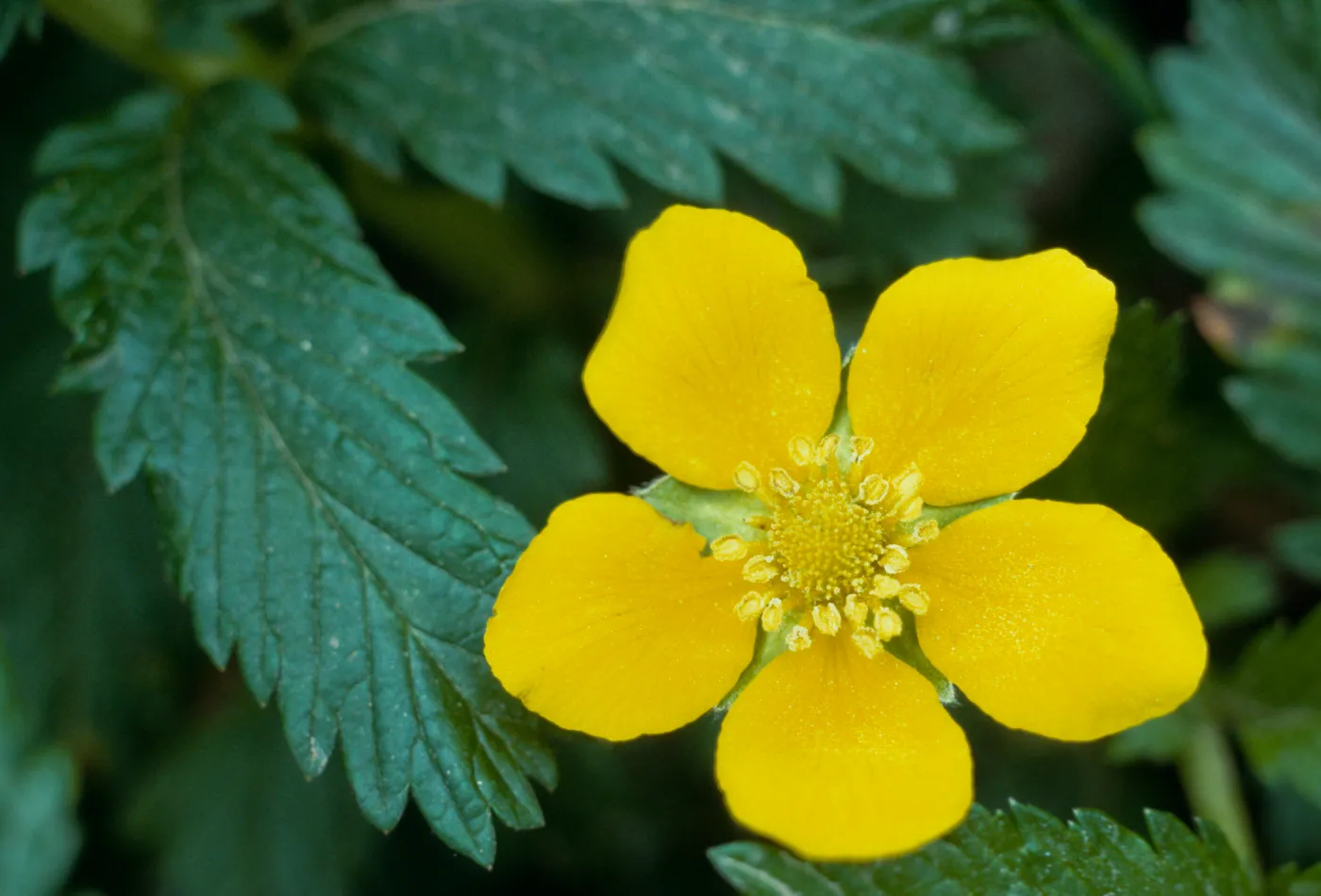 Potentilla egedii ssp. grandis