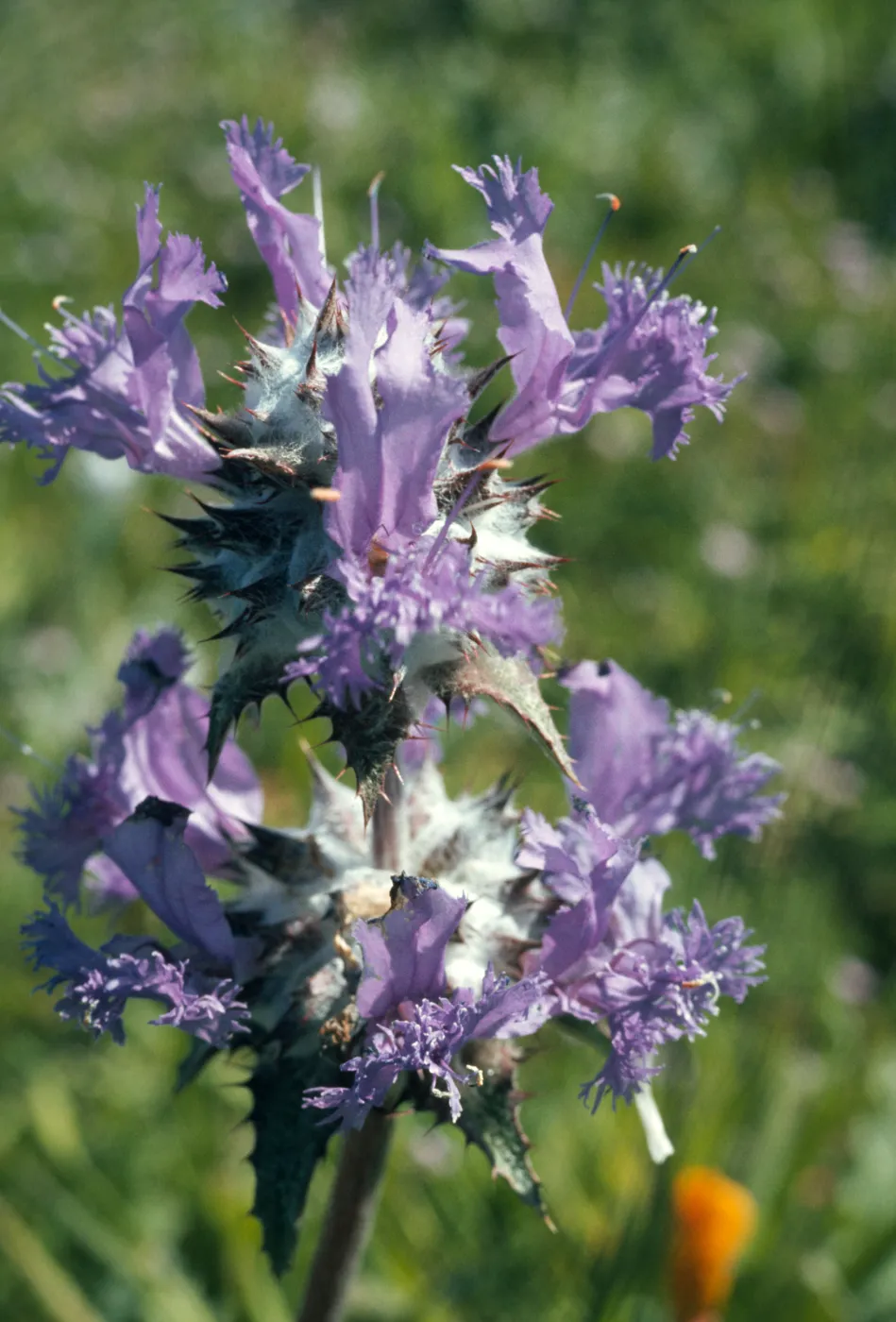 Salvia carduacea (Thistle Sage)