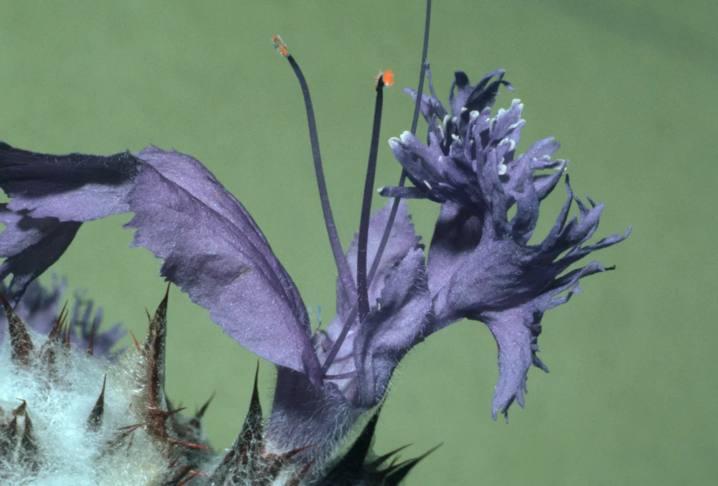 Salvia carduacea (Thistle Sage)