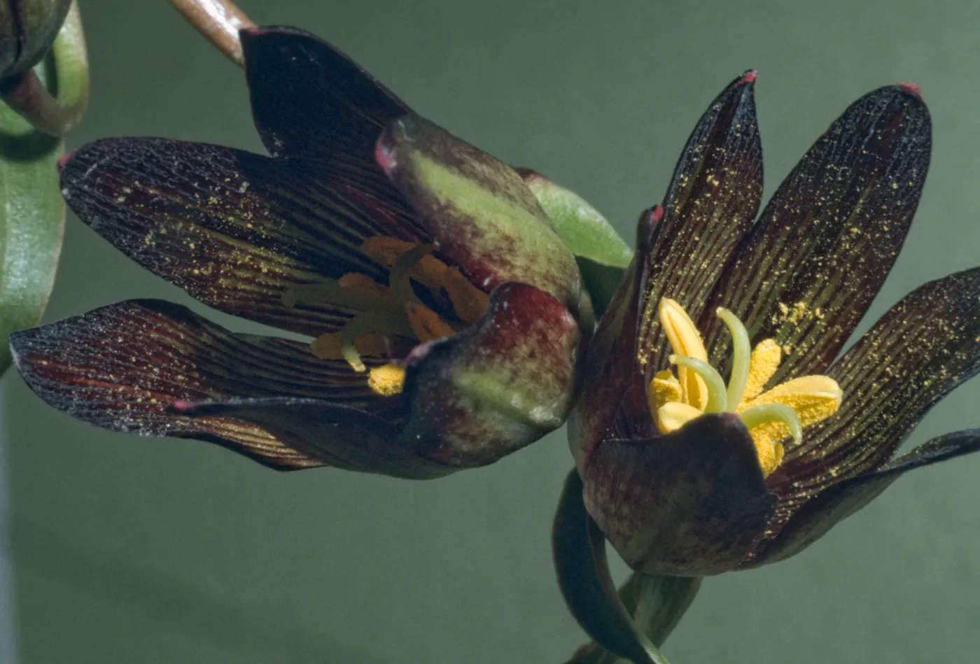 Fritillaria biflora