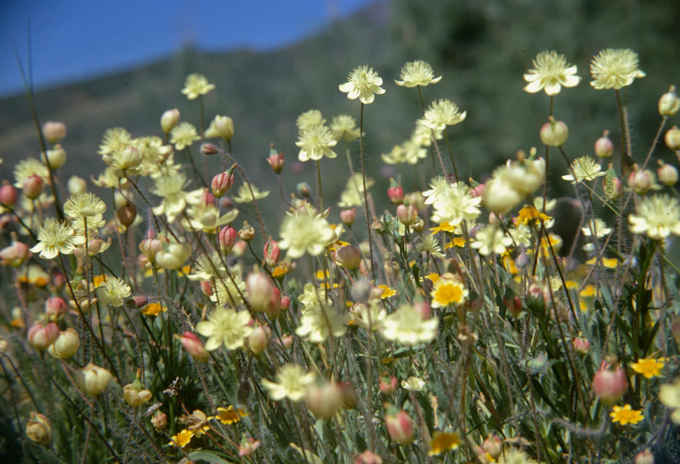 Platystemon californicus