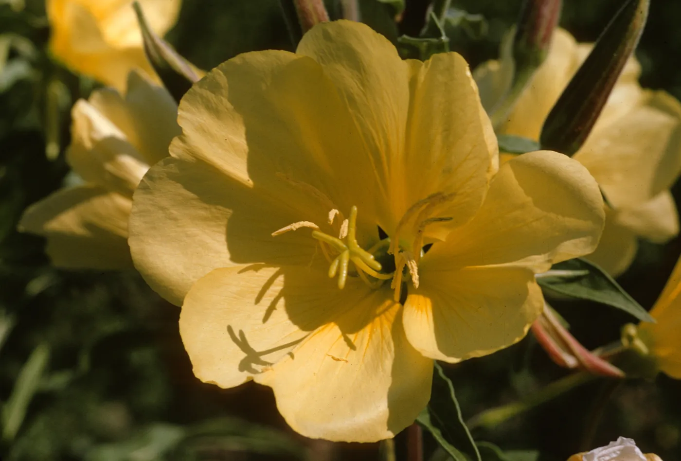Oenothera hookeri