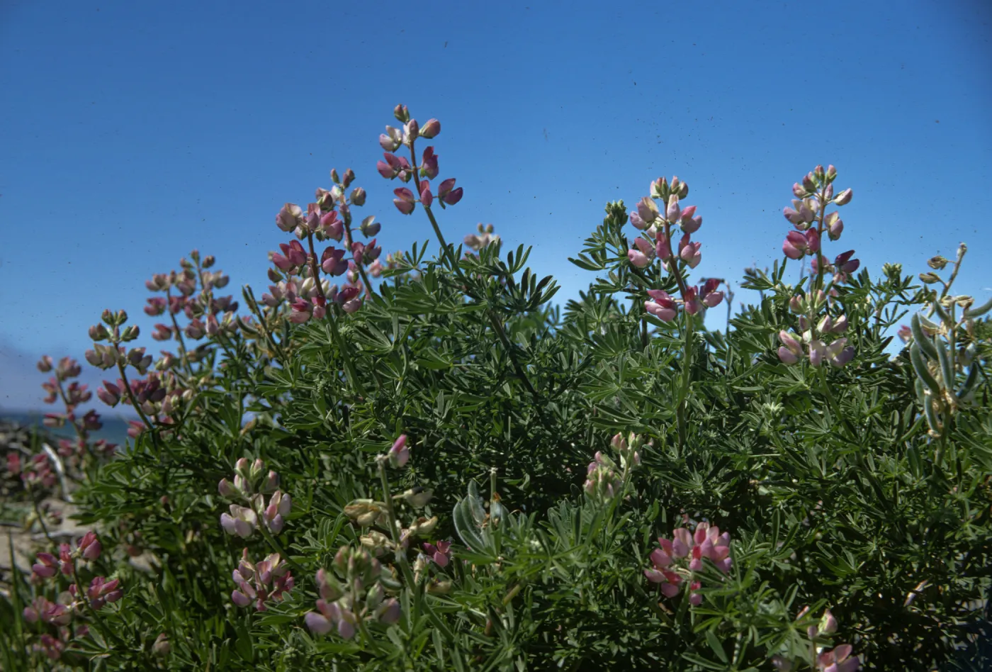 Lupinus arboreus