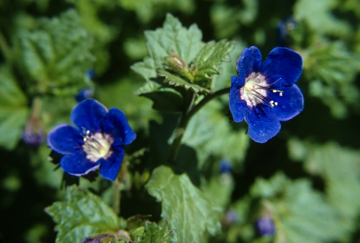 Phacelia viscida