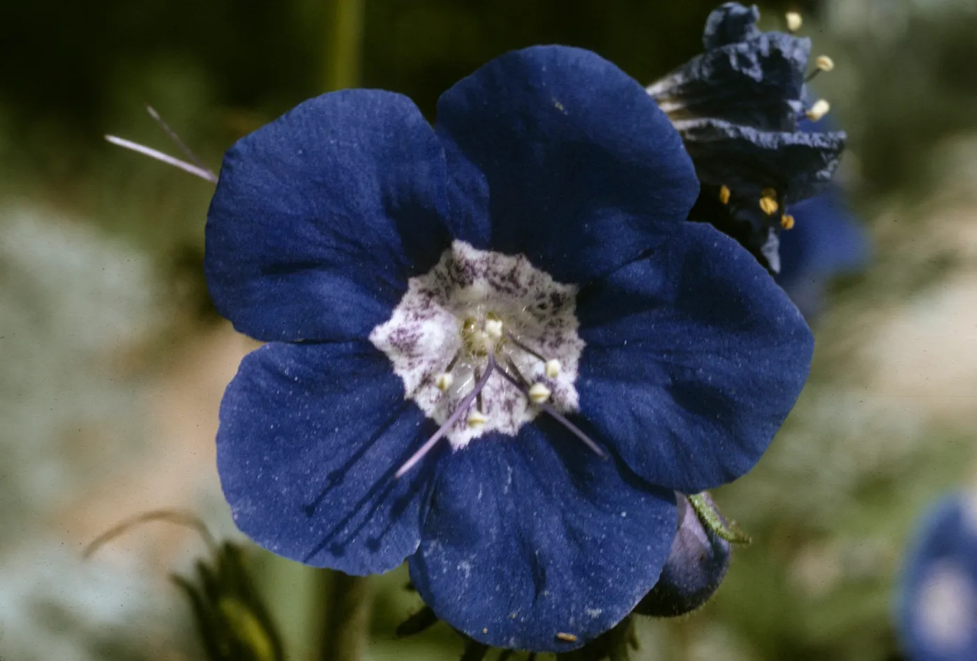 Phacelia viscida