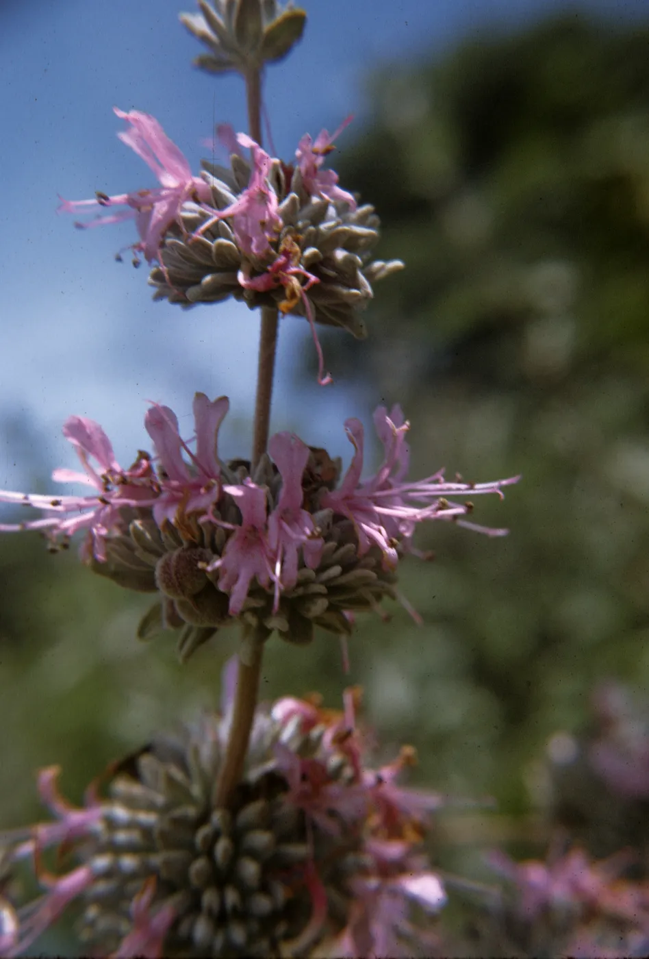 Salvia leucophylla (Purple Sage)