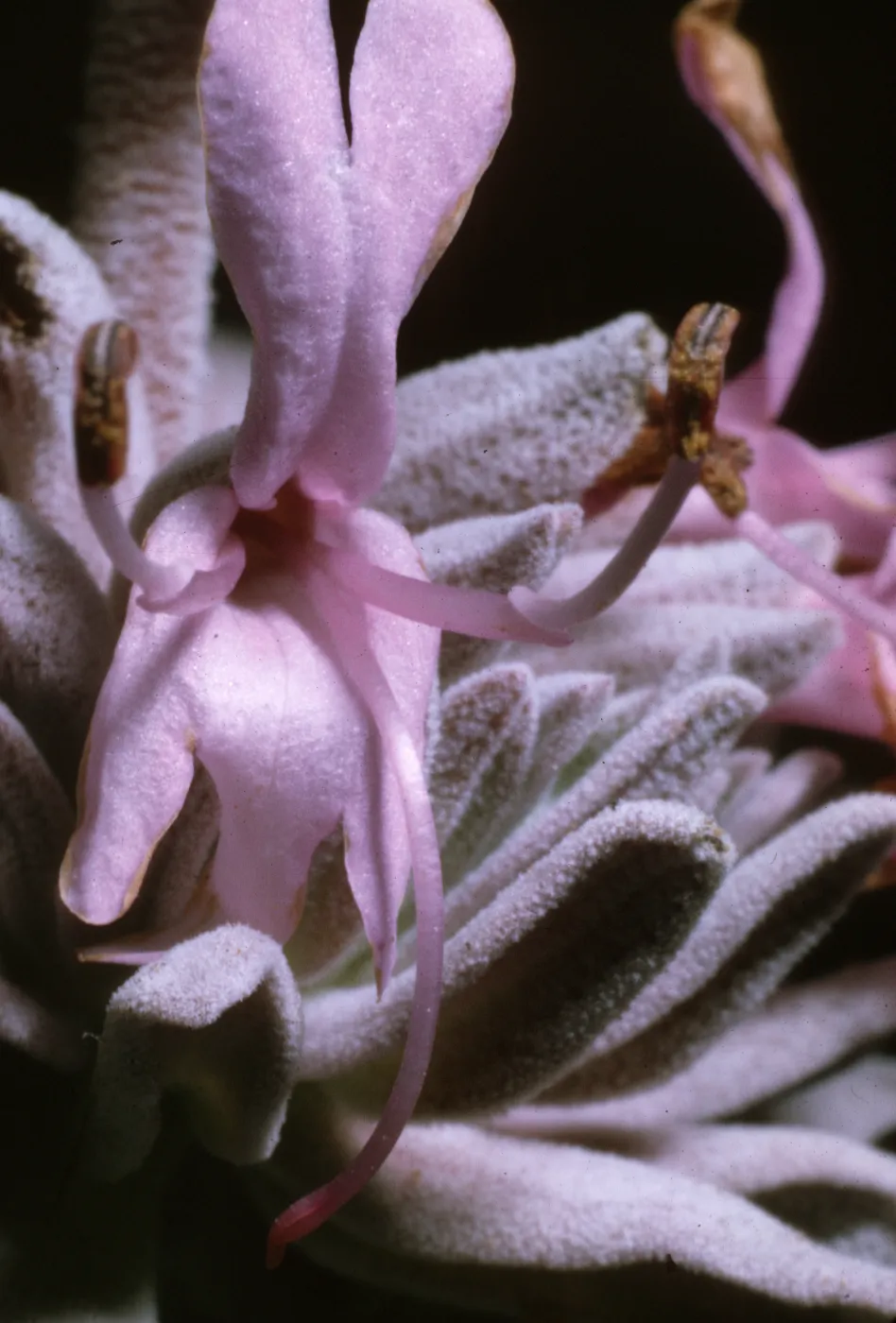 Salvia leucophylla (Purple Sage)