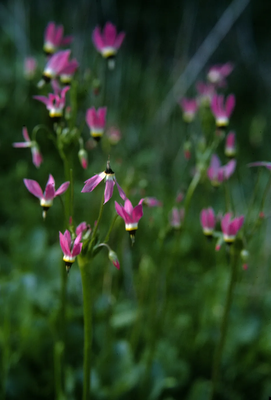 Dodecatheon clevelandii