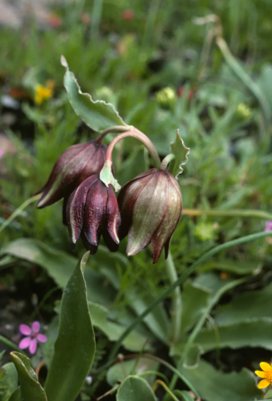 Fritillaria biflora