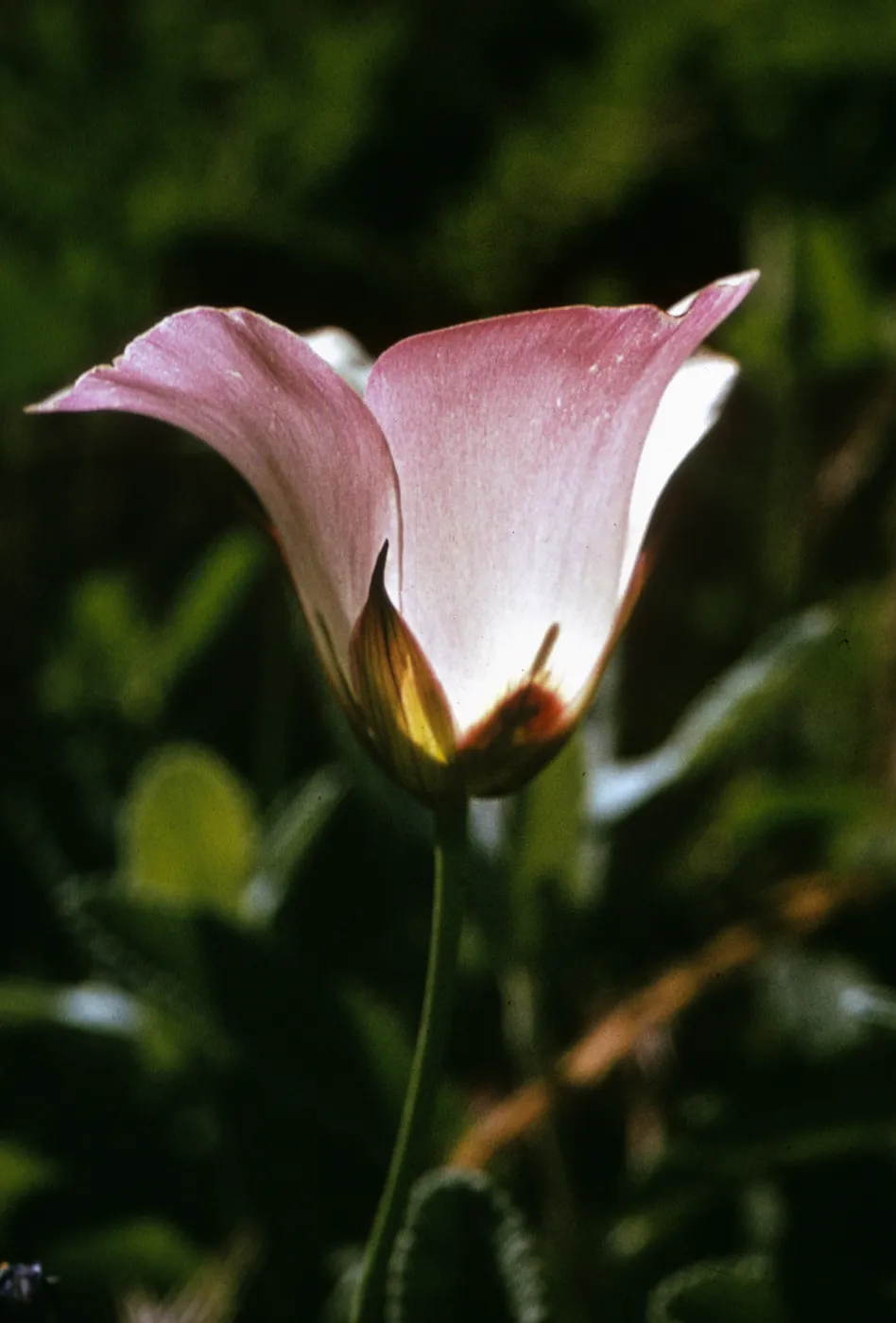 Calochortus