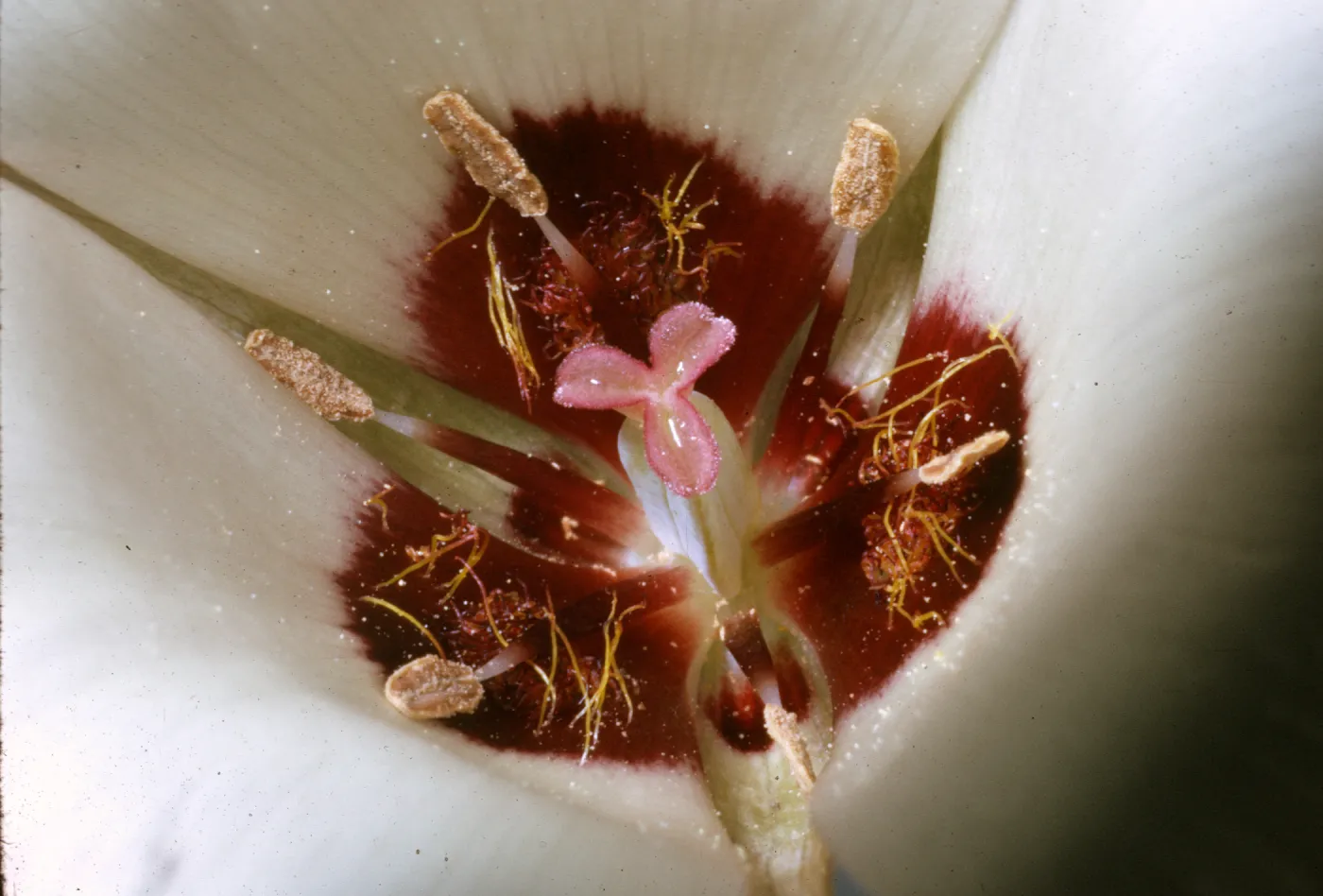 Calochortus catalinae
