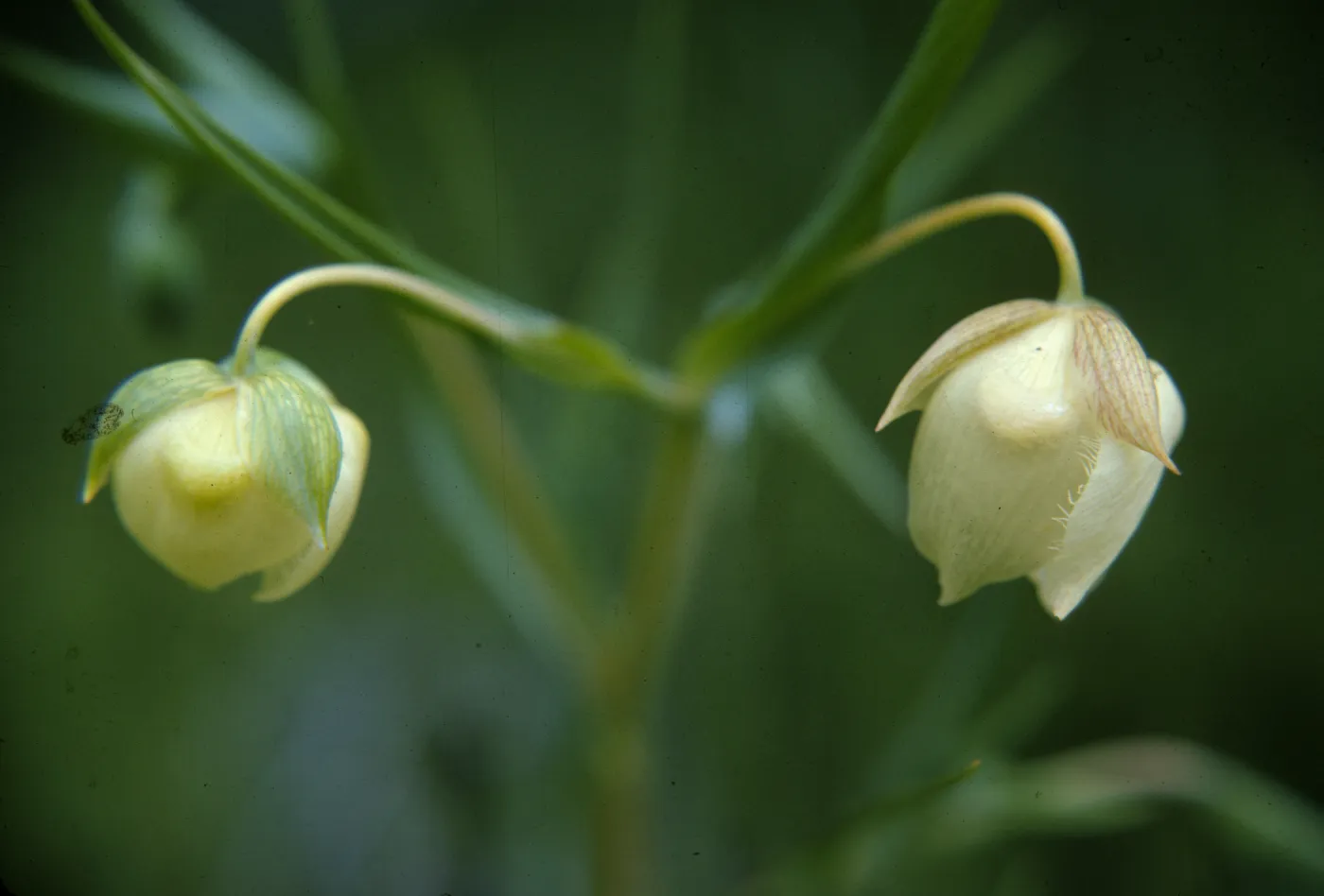 Calochortus albus