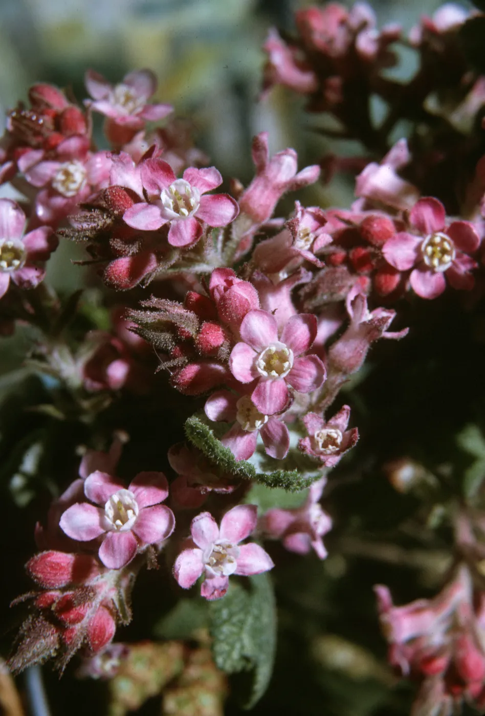 Ribes malvaceum