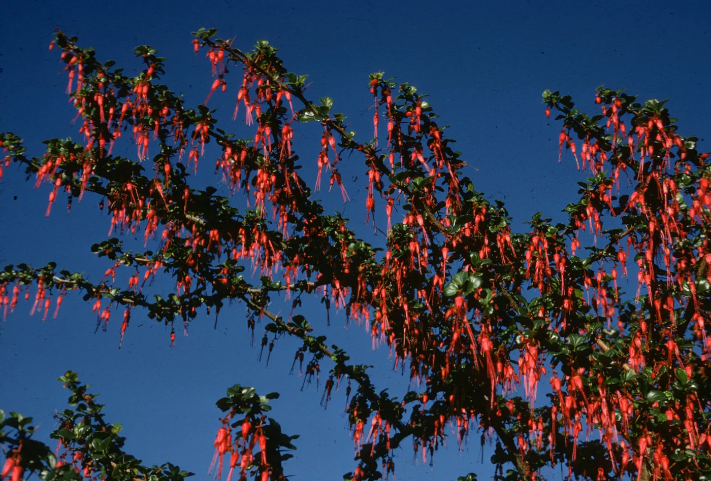 Ribes speciosum