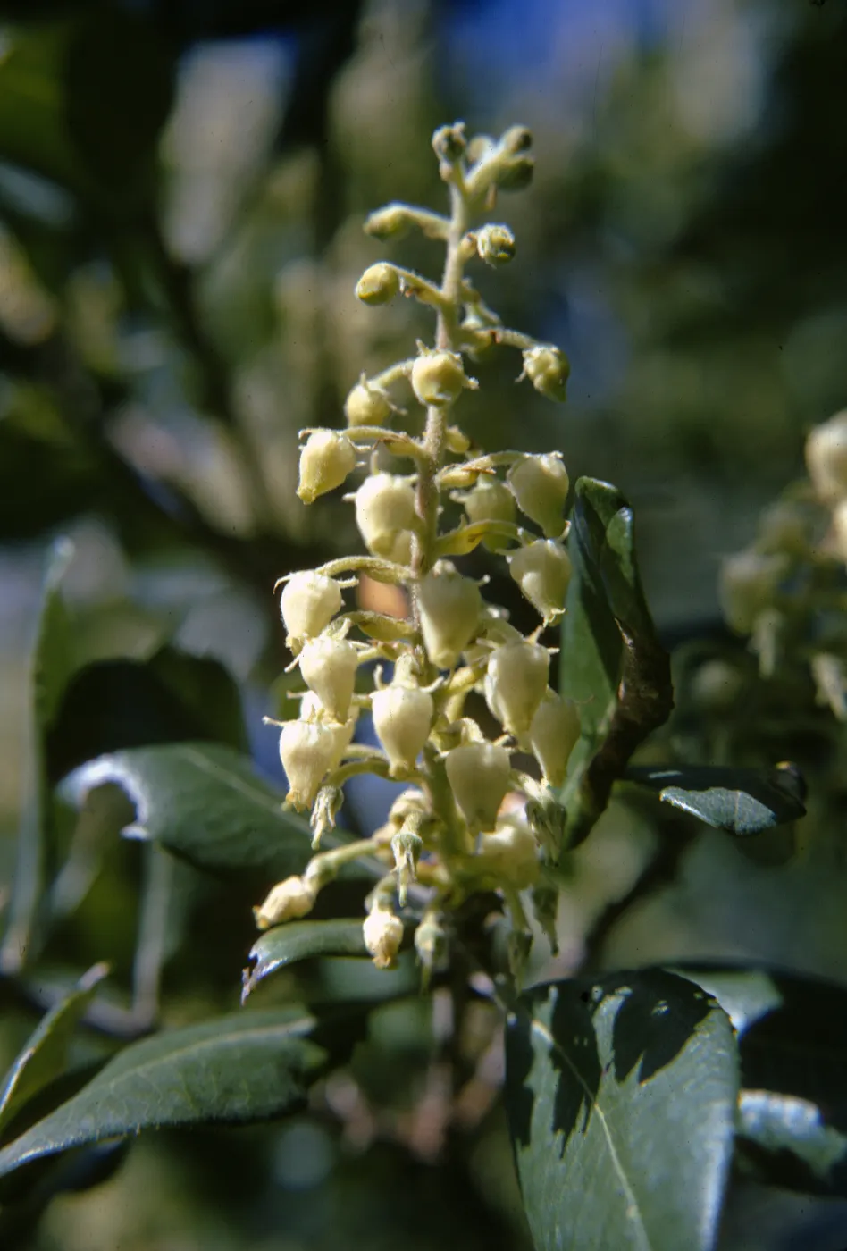 Comarostaphylis diversifolia