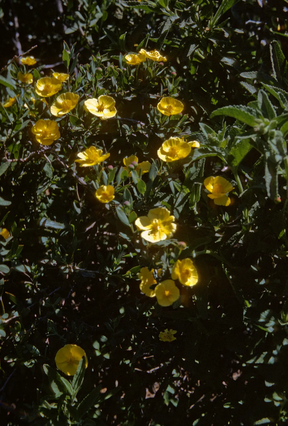 Dendromecon rigida