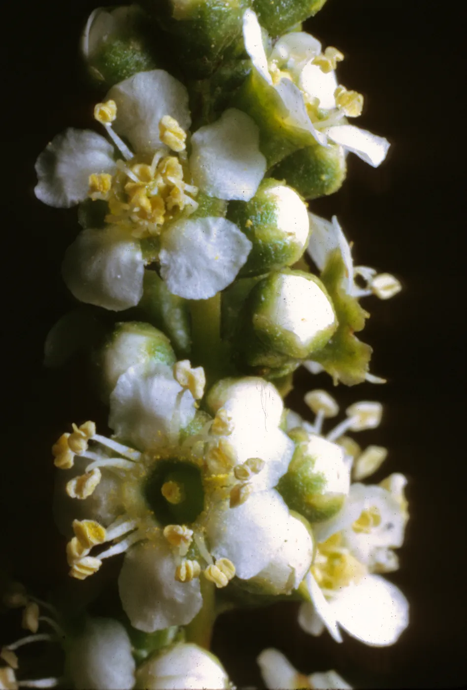 Adenostoma fasciculatum