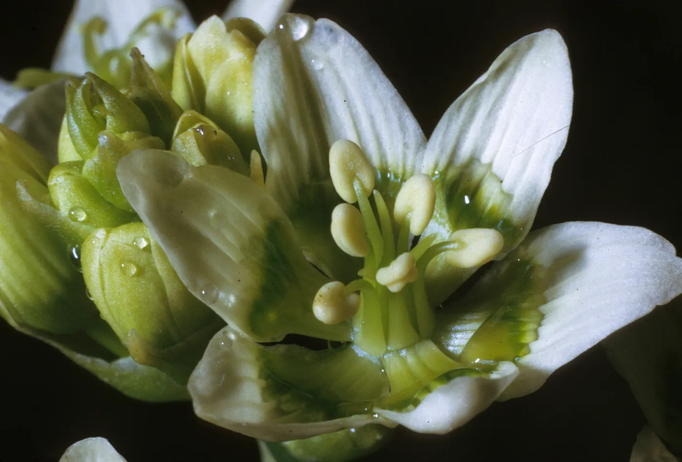 Zigadenus fremontii