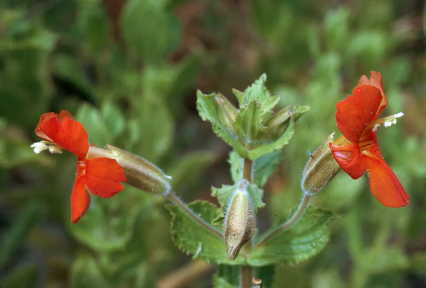 Mimulus cardinalis