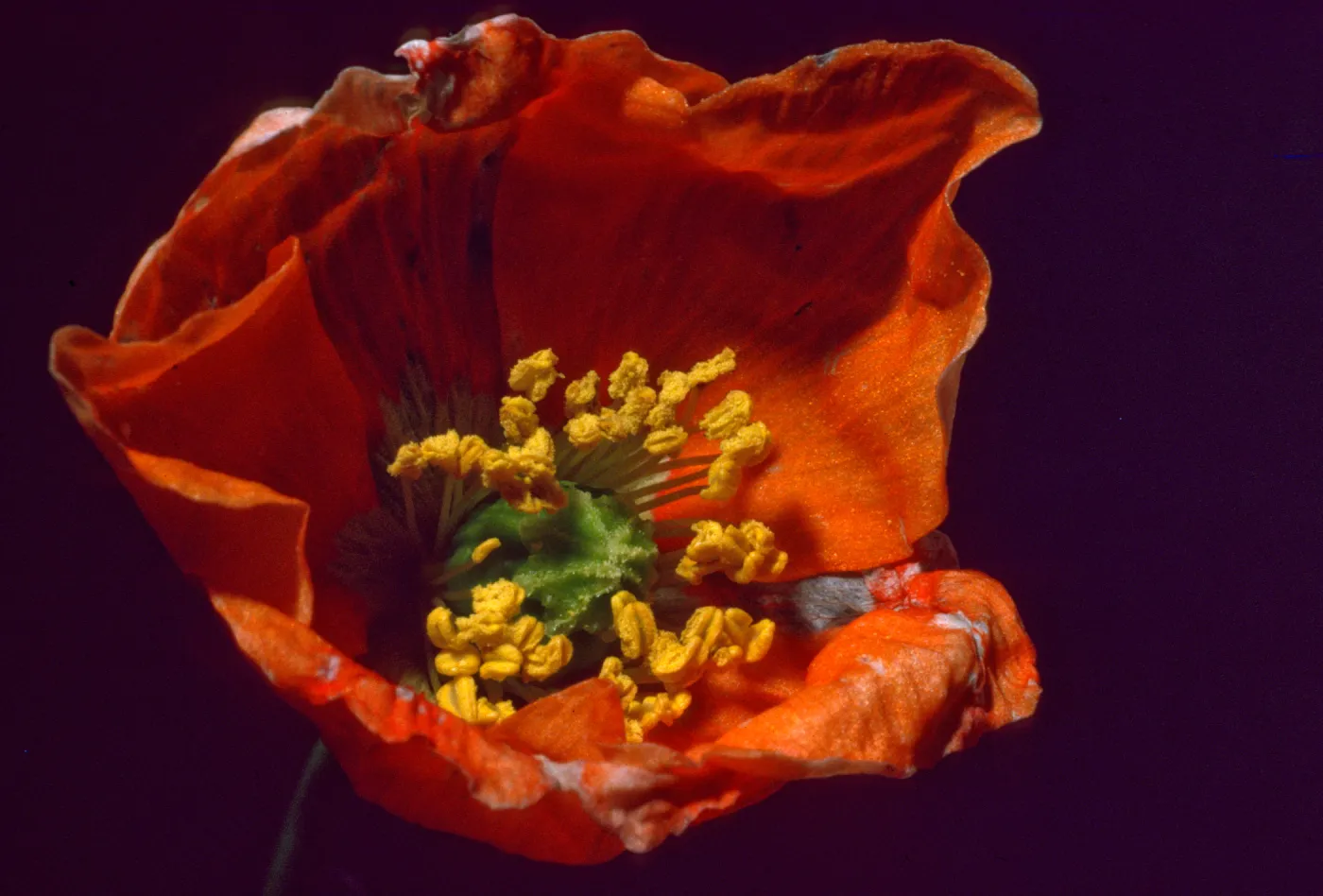 Papaver californicum